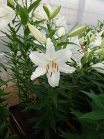 [4251 Ice Dancer 2N No01.JPG]